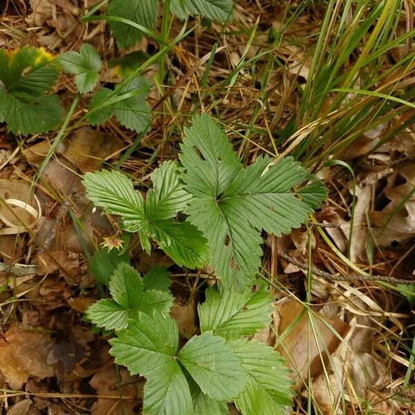 Fragaria vesca पत्ता