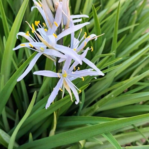 Anthericum liliago Blomma