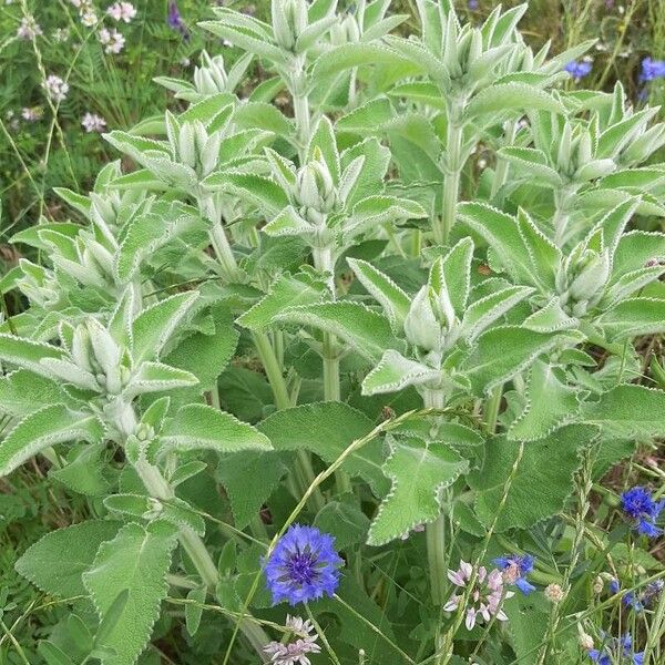 Stachys germanica Övriga