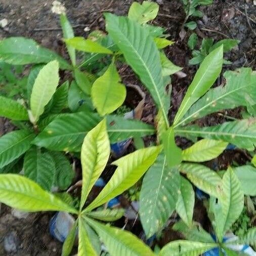 Eriobotrya japonica Φύλλο
