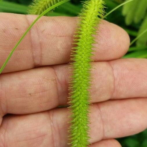 Carex pseudocyperus Цвят