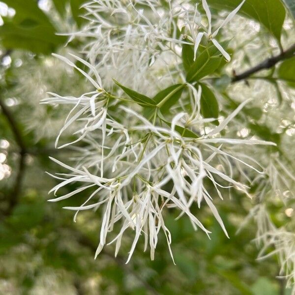 Chionanthus virginicus Kukka