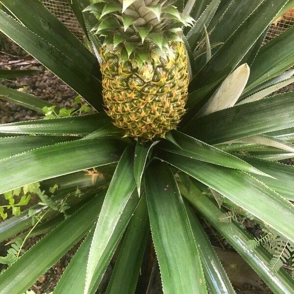 Ananas comosus ഫലം