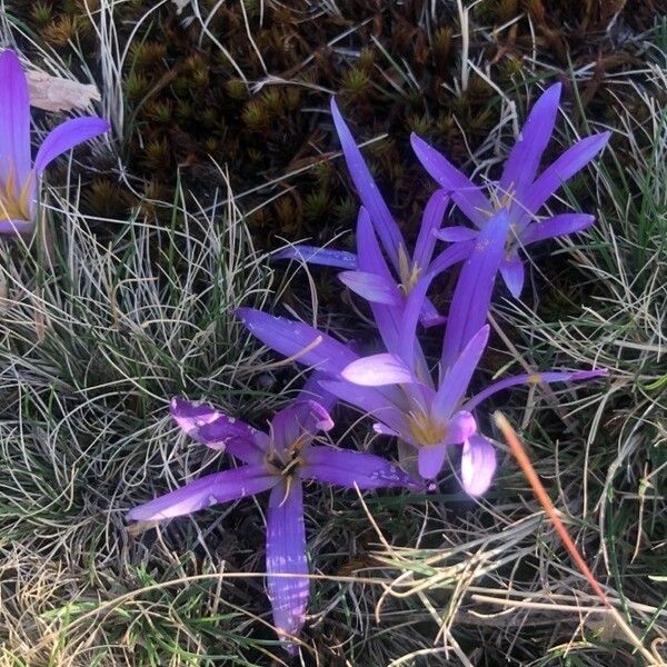 Colchicum montanum ফুল