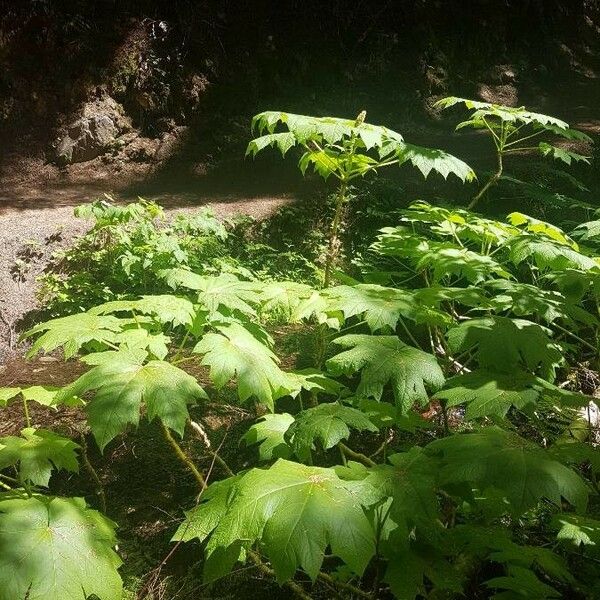 Oplopanax horridus Leaf