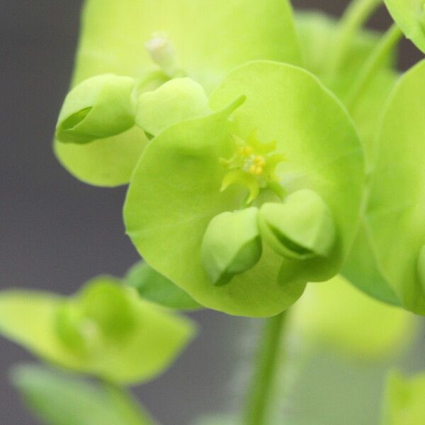 Euphorbia amygdaloides Květ