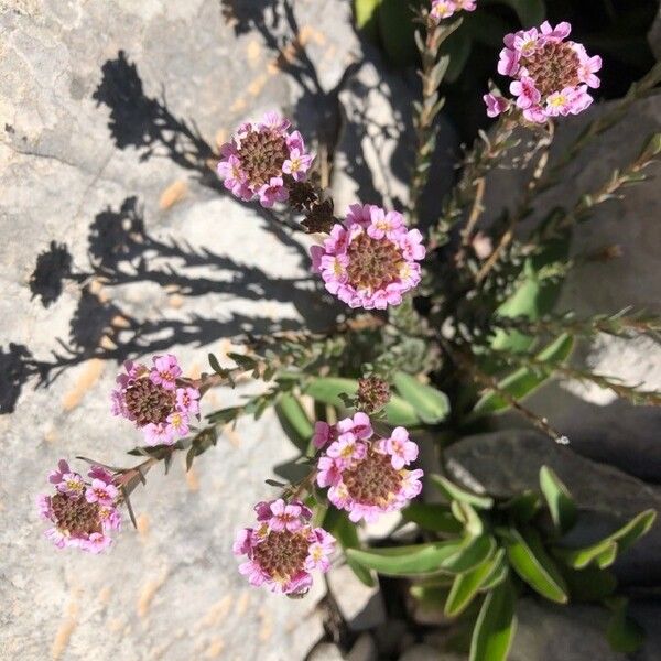 Aethionema saxatile Flor