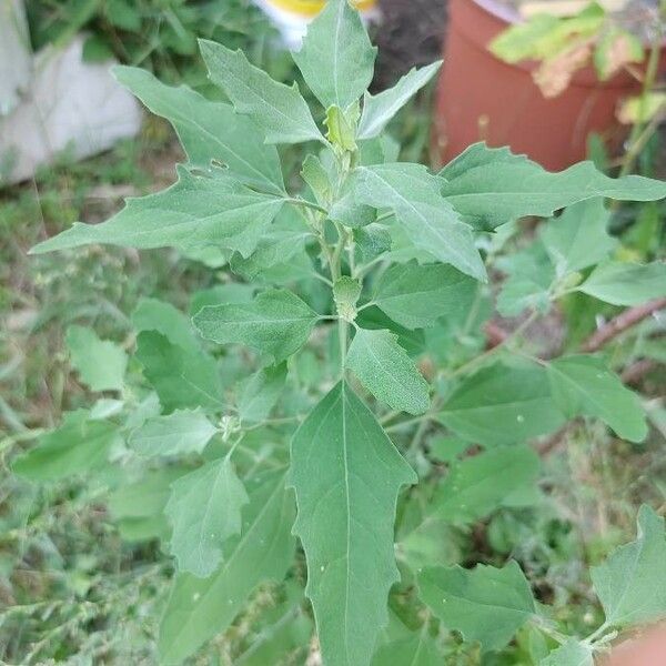 Chenopodium berlandieri Yaprak