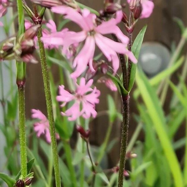 Lychnis flos-cuculi Çiçek