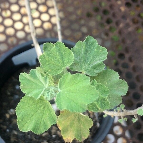 Malva subovata Leaf