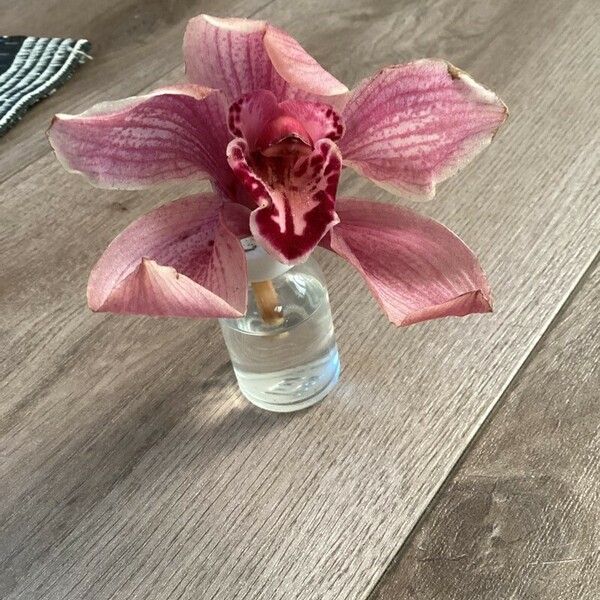 Cymbidium devonianum Квітка