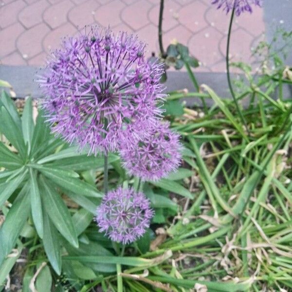 Allium giganteum Цвят