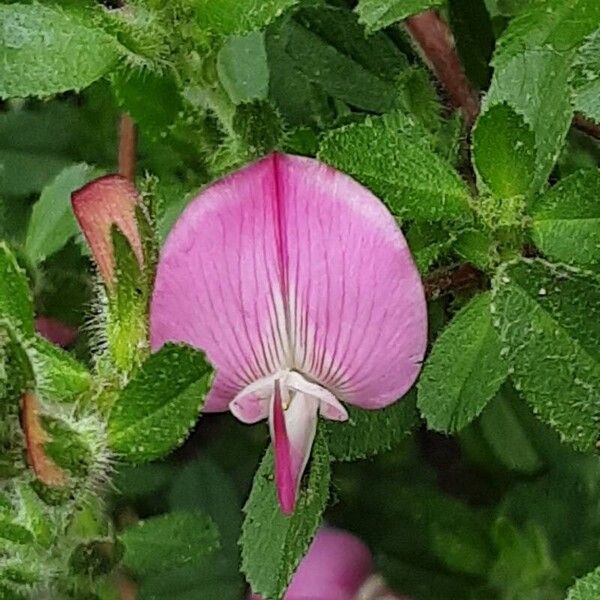 Ononis reclinata Flower