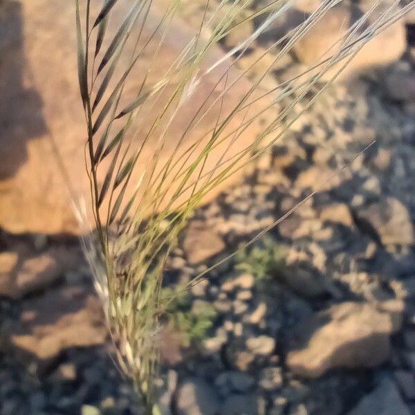 Aristida adscensionis Frukto