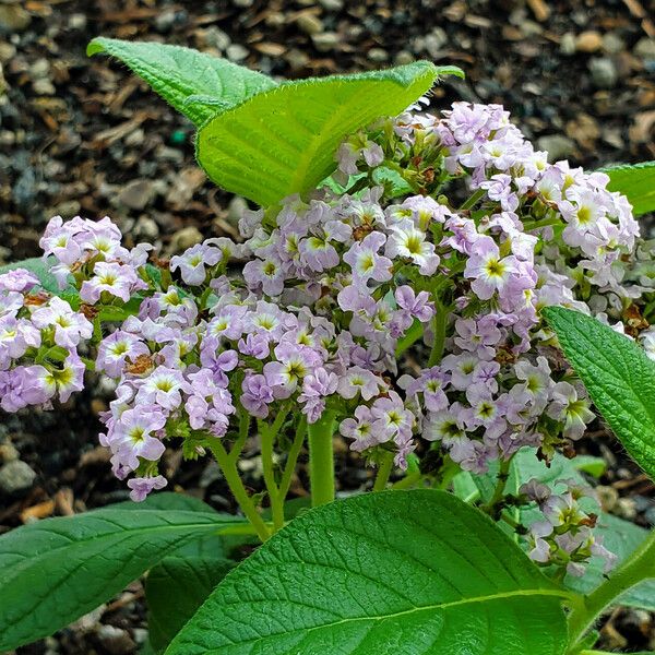 Heliotropium amplexicaule Blüte