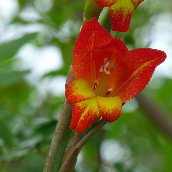 Gladiolus dalenii Blodyn