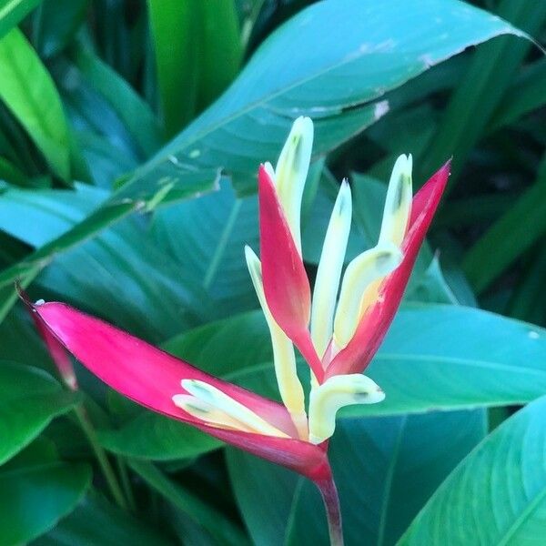 Heliconia psittacorum Kukka