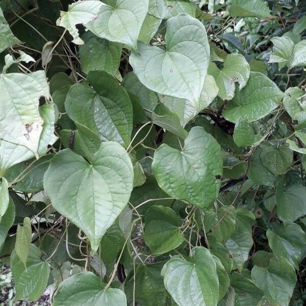 Dioscorea esculenta Frunză