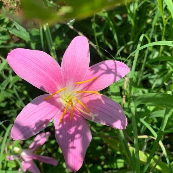 Zephyranthes rosea Blüte