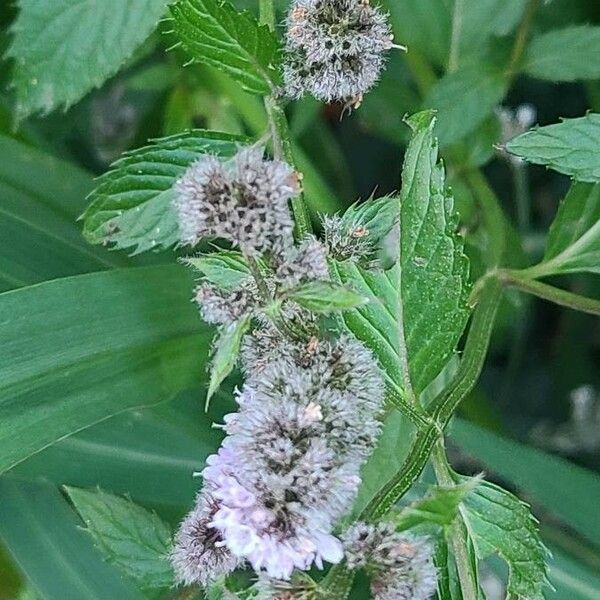 Mentha longifolia 花