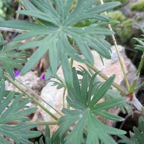 Geranium sanguineum Blad