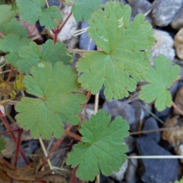 Geranium rotundifolium Levél