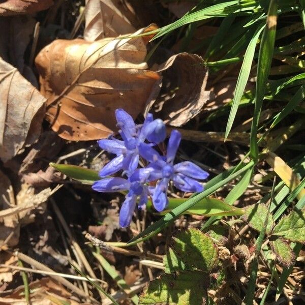 Scilla bifolia Çiçek