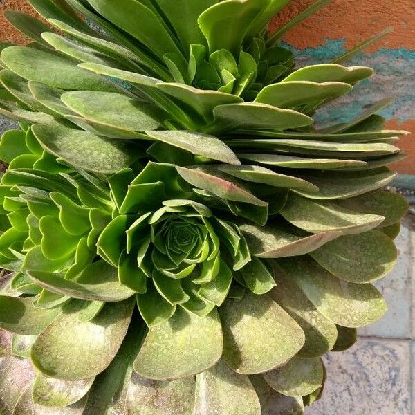 Aeonium arboreum पत्ता