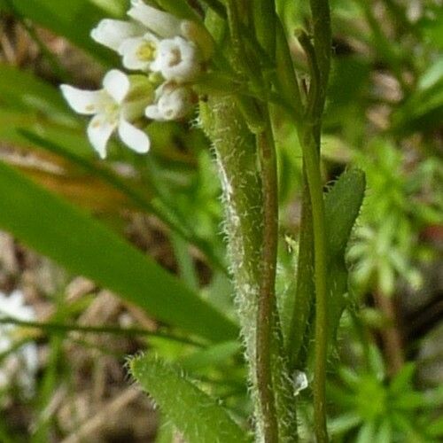 Arabis planisiliqua Habitus