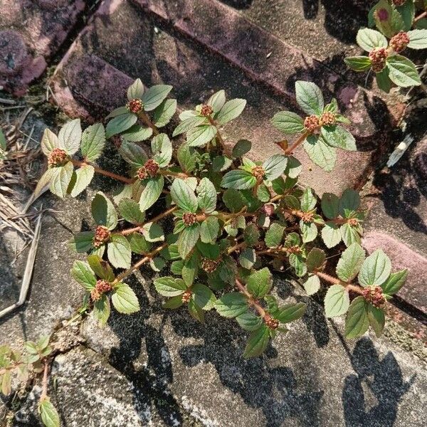 Euphorbia hirta Лист