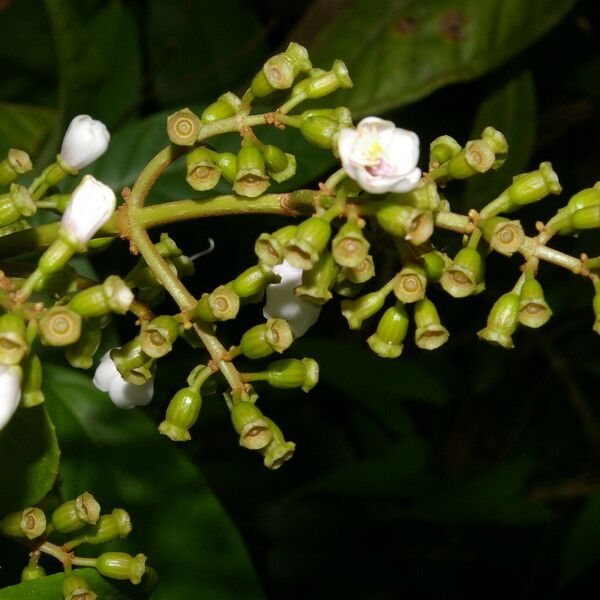 Adelobotrys adscendens Flower