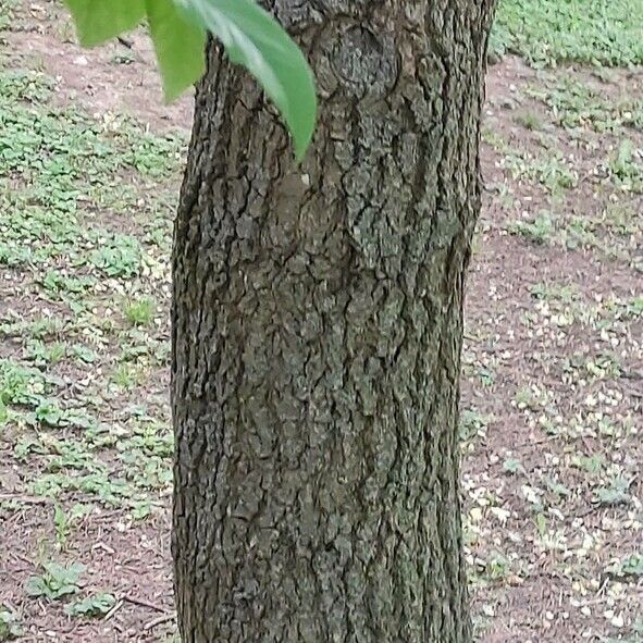 Nyssa sylvatica Bark