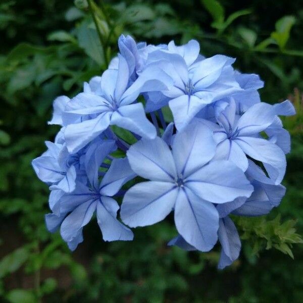 Plumbago auriculata Flower