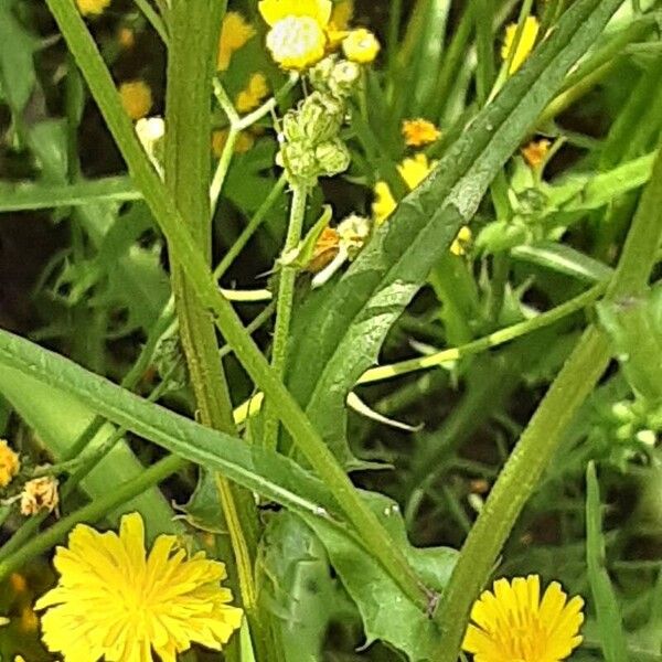 Crepis capillaris Leaf