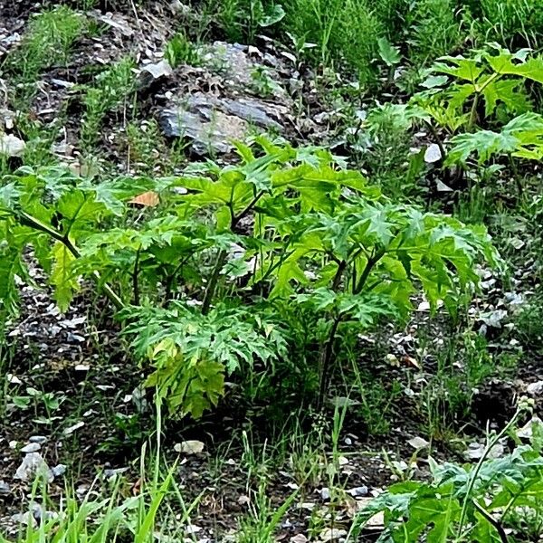 Heracleum mantegazzianum Hoja