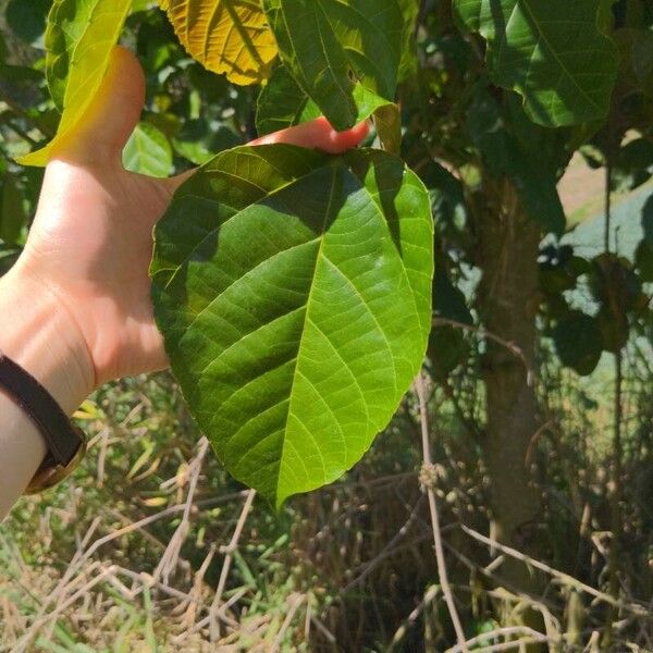 Alchornea cordifolia Leaf