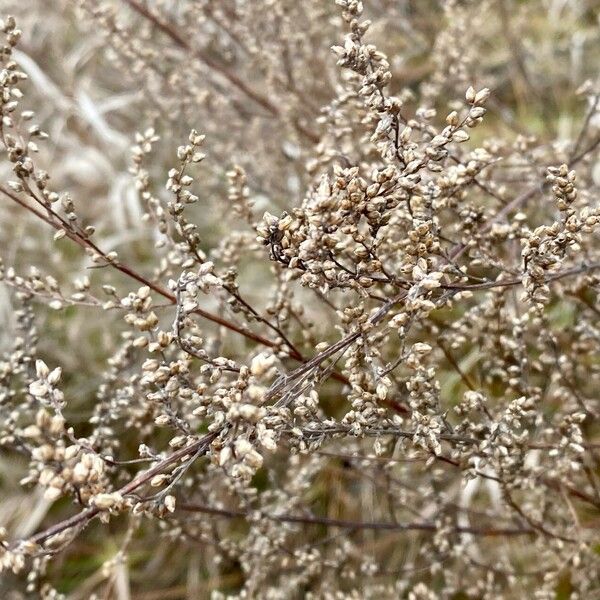 Artemisia campestris Plod