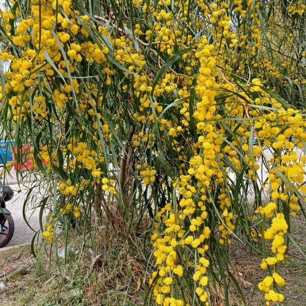 Acacia saligna आदत