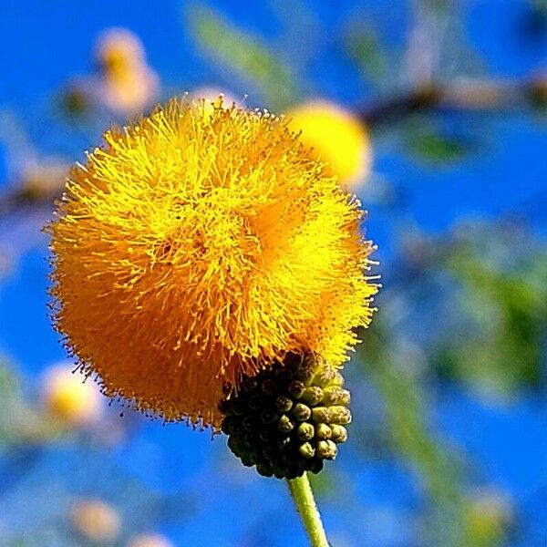 Vachellia farnesiana Çiçek