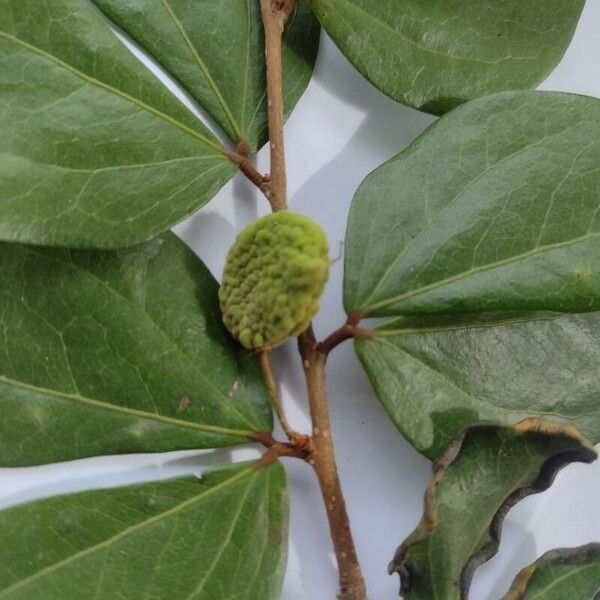 Calliandra trinervia Fuelha