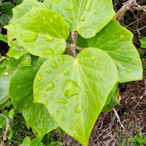 Hedera azorica Blatt