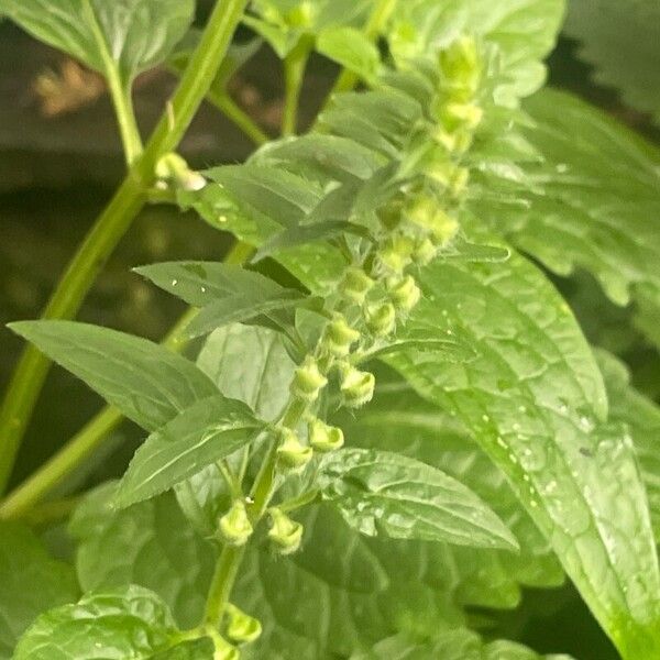 Scutellaria altissima Λουλούδι