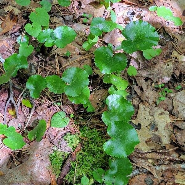 Galax urceolata Folla