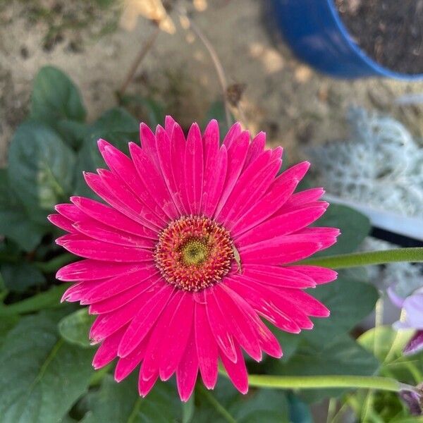 Gerbera jamesonii Žiedas