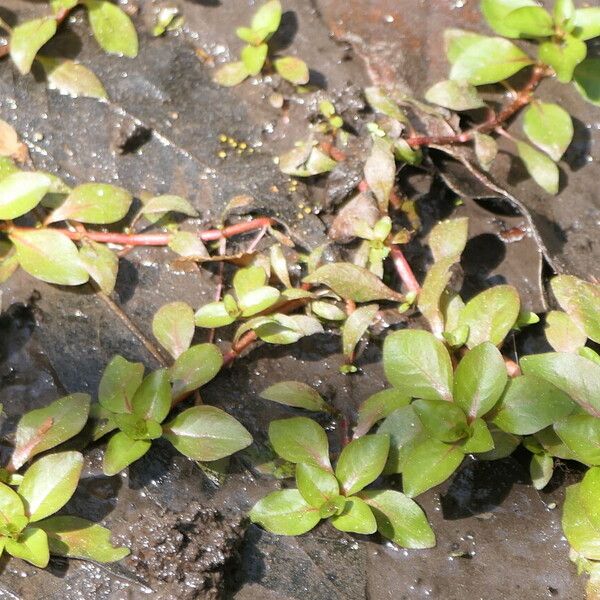 Ludwigia palustris Leaf