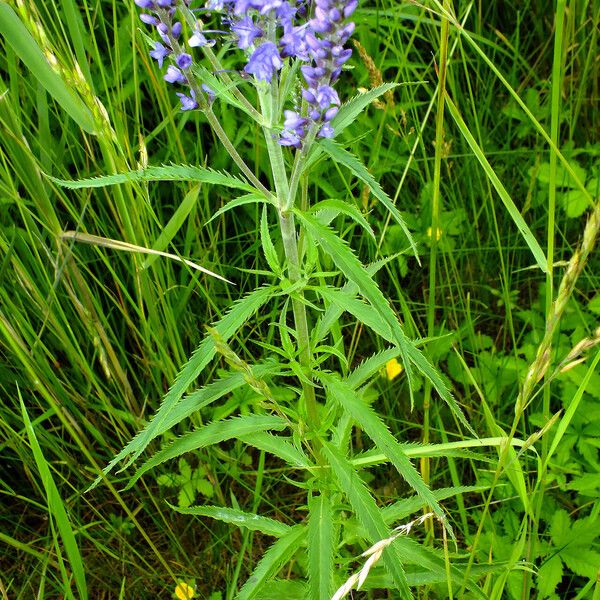 Veronica longifolia Folio