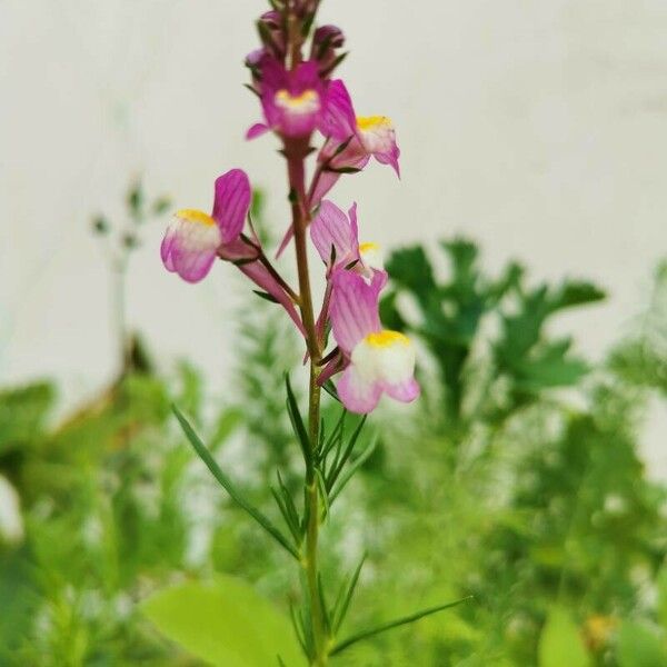 Linaria maroccana Flor