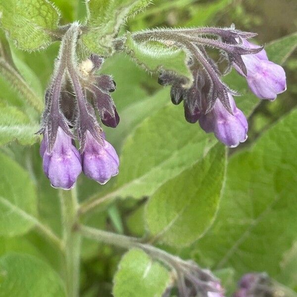 Symphytum officinale Žiedas