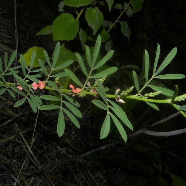 Indigofera lespedezioides Кветка