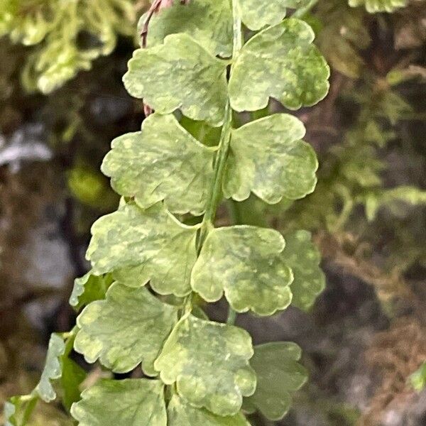 Asplenium viride Folha